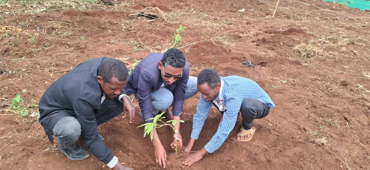‎የሳይንስና ኢንፎርሜሽን ቴክኖሎጂ ቢሮ የ3 ዓመታት ዕቅድ አፈጻጸም ግምገማ፣ የ2019 በጀት ዓመት ዕቅድ ግብ ስምምነት እና ችግኝ ተከላ መርሃ-ግብር አካሄደ